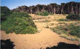 Parco Costiero di Rimigliano